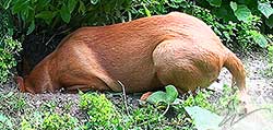 foxred welpen, welpen, labrador redfox, labrador hund, labrador retriever foxred, labrador red fox welpen, labrador foxred züchter bayern