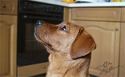 labrador foxred kaufen, labrador welpen foxred kaufen, labrador hobbyzucht, roter labrador, foxred labrador welpen kaufen