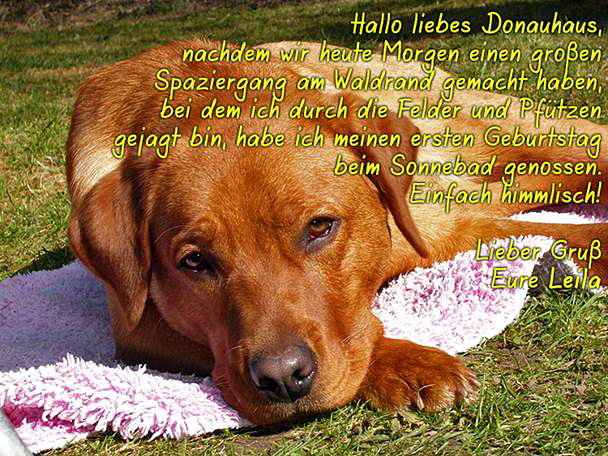 foxred labrador, fox red labrador, labrador retriever kaufen, labrador foxred züchter, foxred labrador züchter