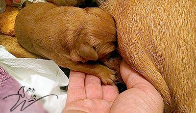 foxred welpen, welpen, labrador redfox, labrador hund, labrador retriever foxred, labrador red fox welpen, labrador foxred züchter bayern