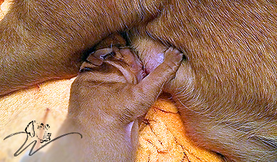 foxred welpen, welpen, labrador redfox, labrador hund, labrador retriever foxred, labrador red fox welpen, labrador foxred züchter bayern