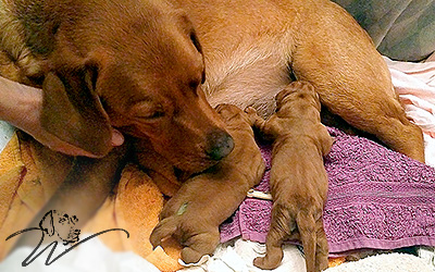 foxred welpen, welpen, labrador redfox, labrador hund, labrador retriever foxred, labrador red fox welpen, labrador foxred züchter bayern