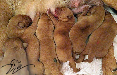 foxred welpen, welpen, labrador redfox, labrador hund, labrador retriever foxred, labrador red fox welpen, labrador foxred züchter bayern