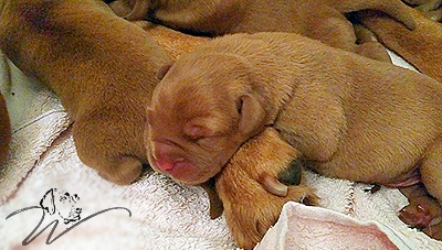 foxred welpen, welpen, labrador redfox, labrador hund, labrador retriever foxred, labrador red fox welpen, labrador foxred züchter bayern