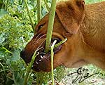 foxred welpen, welpen, labrador redfox, labrador hund, labrador retriever foxred, labrador red fox welpen, labrador foxred züchter bayern