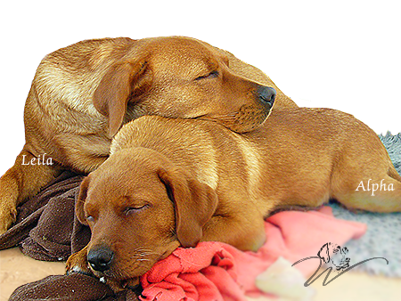 labrador redfox züchter, fuchsroter labrador, fox red labrador retriever, fox labs, welpen kaufen, reinrassige labrador welpen kaufen