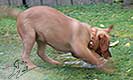 foxred labrador, fox red labrador, labrador retriever kaufen, labrador foxred züchter, foxred labrador züchter