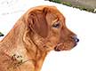 foxred welpen, welpen, labrador redfox, labrador hund, labrador retriever foxred, labrador red fox welpen, labrador foxred züchter bayern