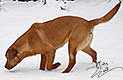 hundewelpen kaufen, labrador welpen preis, baby labrador, labrador hund, hundewelpen, labrador foxred