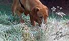 labrador redfox züchter, fuchsroter labrador, fox red labrador retriever, fox labs, welpen kaufen, reinrassige labrador welpen kaufen