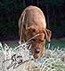 labrador foxred kaufen, labrador welpen foxred kaufen, labrador hobbyzucht, roter labrador, foxred labrador welpen kaufen