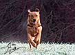 foxred welpen, welpen, labrador redfox, labrador hund, labrador retriever foxred, labrador red fox welpen, labrador foxred züchter bayern