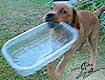 hundewelpen kaufen, labrador welpen preis, baby labrador, labrador hund, hundewelpen, labrador foxred