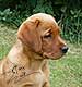 labrador redfox züchter, fuchsroter labrador, fox red labrador retriever, fox labs, welpen kaufen, reinrassige labrador welpen kaufen