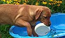 foxred welpen, welpen, labrador redfox, labrador hund, labrador retriever foxred, labrador red fox welpen, labrador foxred züchter bayern