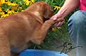 foxred labrador, fox red labrador, labrador retriever kaufen, labrador foxred züchter, foxred labrador züchter