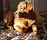 hundewelpen kaufen, labrador welpen preis, baby labrador, labrador hund, hundewelpen, labrador foxred