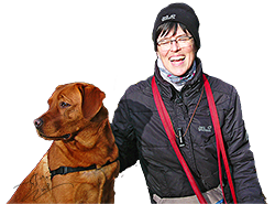 foxred welpen, welpen, labrador redfox, labrador hund, labrador retriever foxred, labrador red fox welpen, labrador foxred züchter bayern