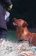 labrador foxred kaufen, labrador welpen foxred kaufen, labrador hobbyzucht, roter labrador, foxred labrador welpen kaufen