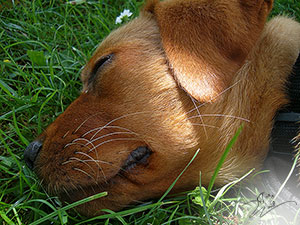 labrador foxred kaufen, labrador welpen foxred kaufen, labrador hobbyzucht, roter labrador, foxred labrador welpen kaufen