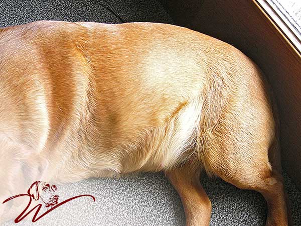 labrador redfox züchter, fuchsroter labrador, fox red labrador retriever, fox labs, welpen kaufen, reinrassige labrador welpen kaufen