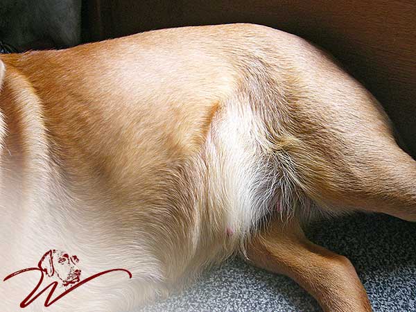 labrador foxred kaufen, labrador welpen foxred kaufen, labrador hobbyzucht, roter labrador, foxred labrador welpen kaufen