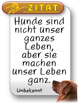 foxred labrador, fox red labrador, labrador retriever kaufen, labrador foxred züchter, foxred labrador züchter