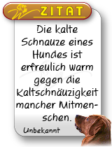 foxred labrador, fox red labrador, labrador retriever kaufen, labrador foxred züchter, foxred labrador züchter