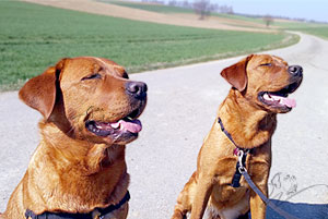 foxred labrador, fox red labrador, labrador retriever kaufen, labrador foxred züchter, foxred labrador züchter