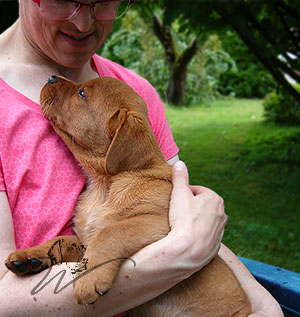 labrador foxred kaufen, labrador welpen foxred kaufen, labrador hobbyzucht, roter labrador, foxred labrador welpen kaufen